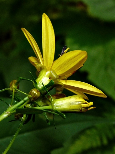 {Coreopsis latifolia}